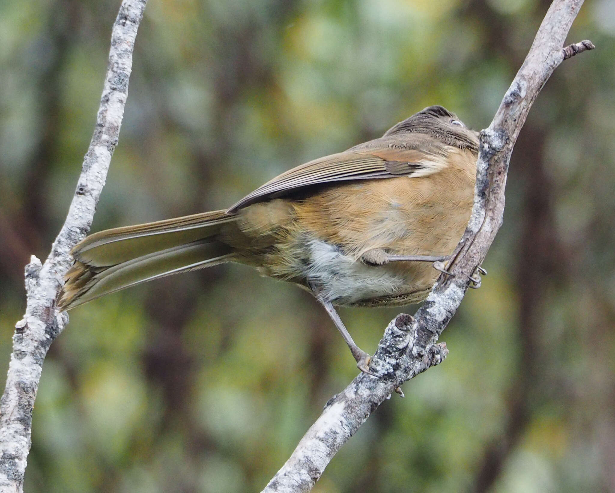 Image of Pachycephala olivacea apatetes Schodde, Mason & IJ 1999