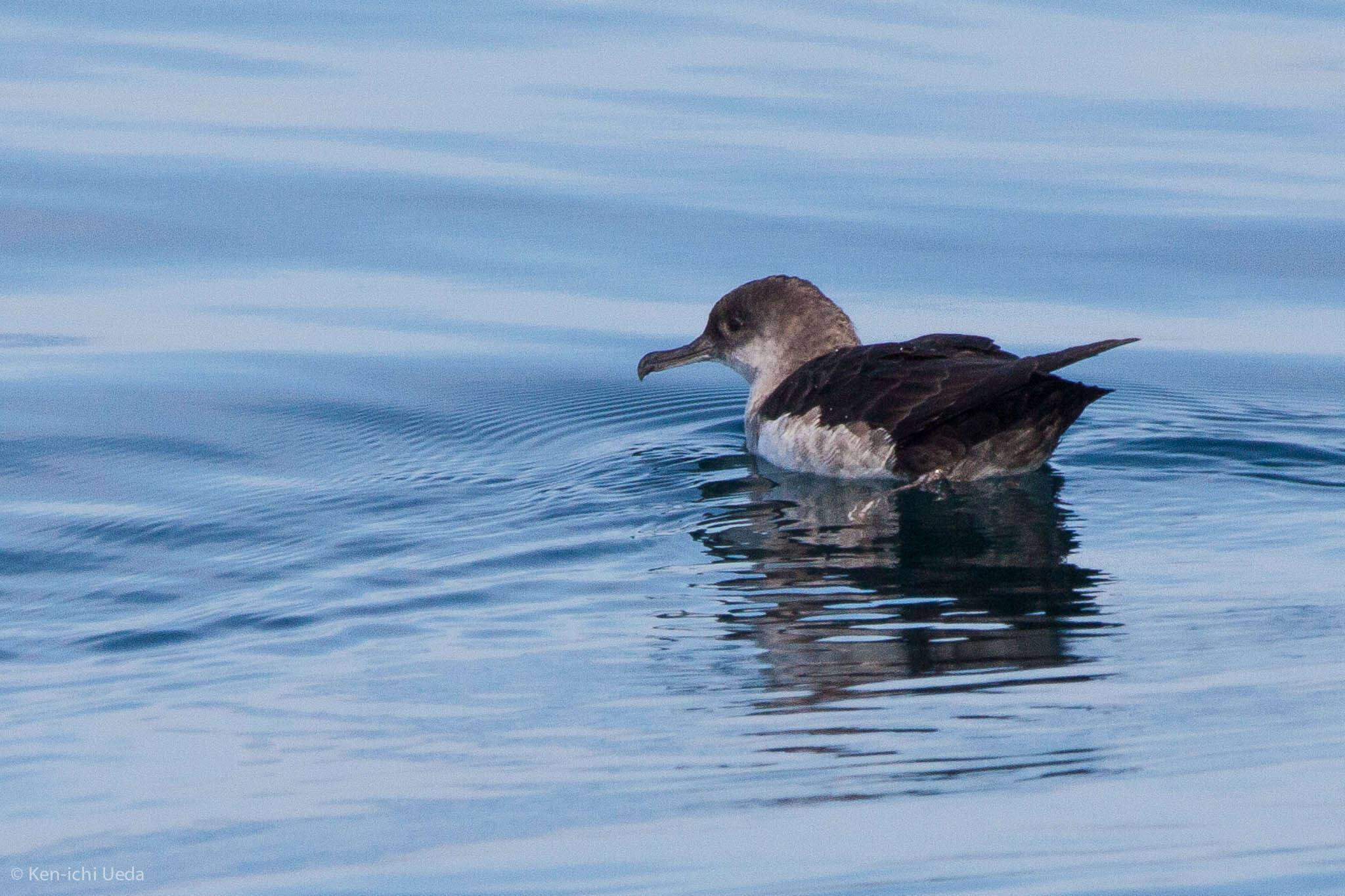 Image of Black-vented Shearwater