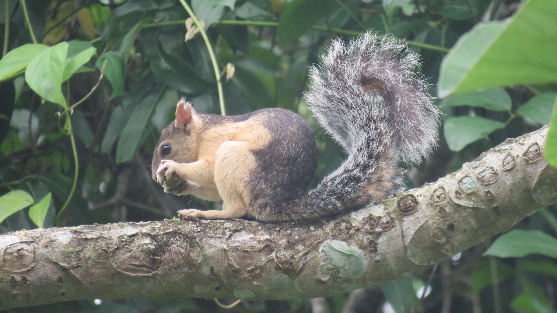 Image of Sciurus variegatoides helveolus Goldman 1912