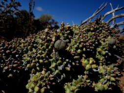 صورة Euphorbia multiceps A. Berger