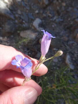 Image de Penstemon dasyphyllus A. Gray