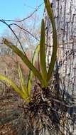 Image de Angraecum praestans Schltr.