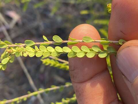 Image of Thryptomene oligandra F. Müll.