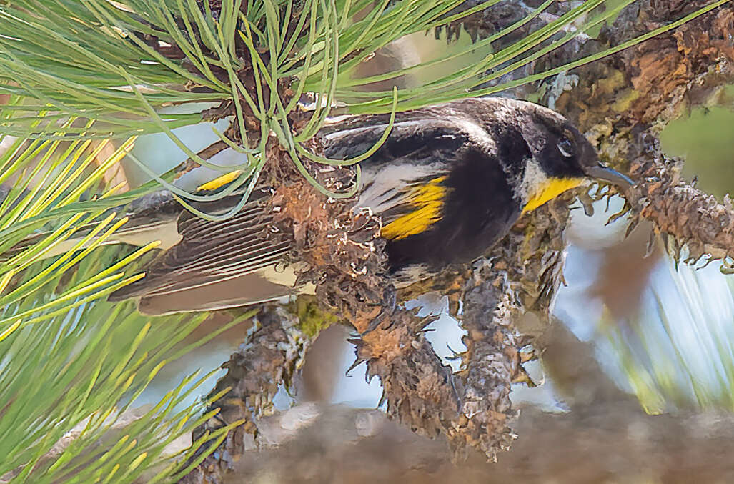 Image of Setophaga coronata goldmani