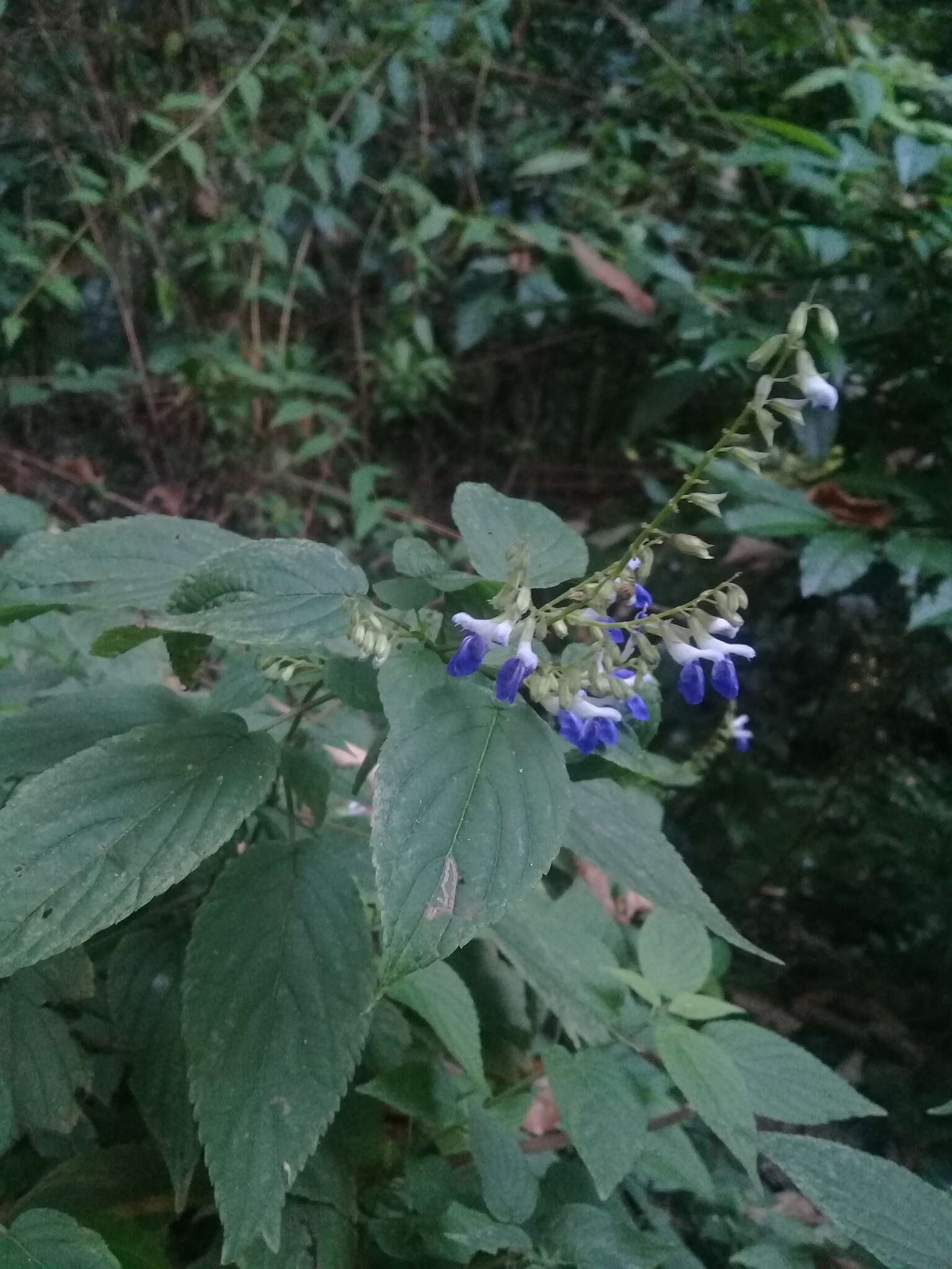 Image of Salvia plurispicata Epling