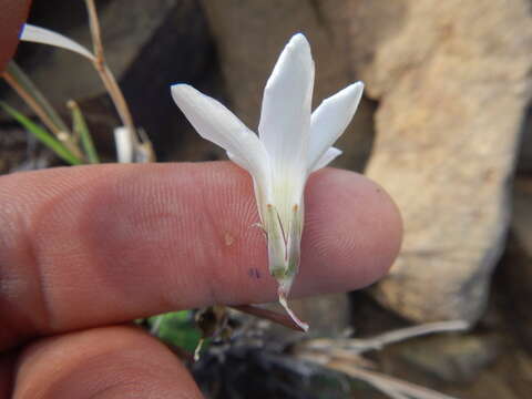 Image of Oxalis pocockiae L. Bolus