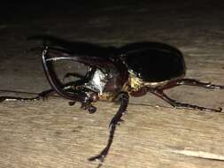 Image of <i>Chalcosoma <i>atlas</i></i> atlas