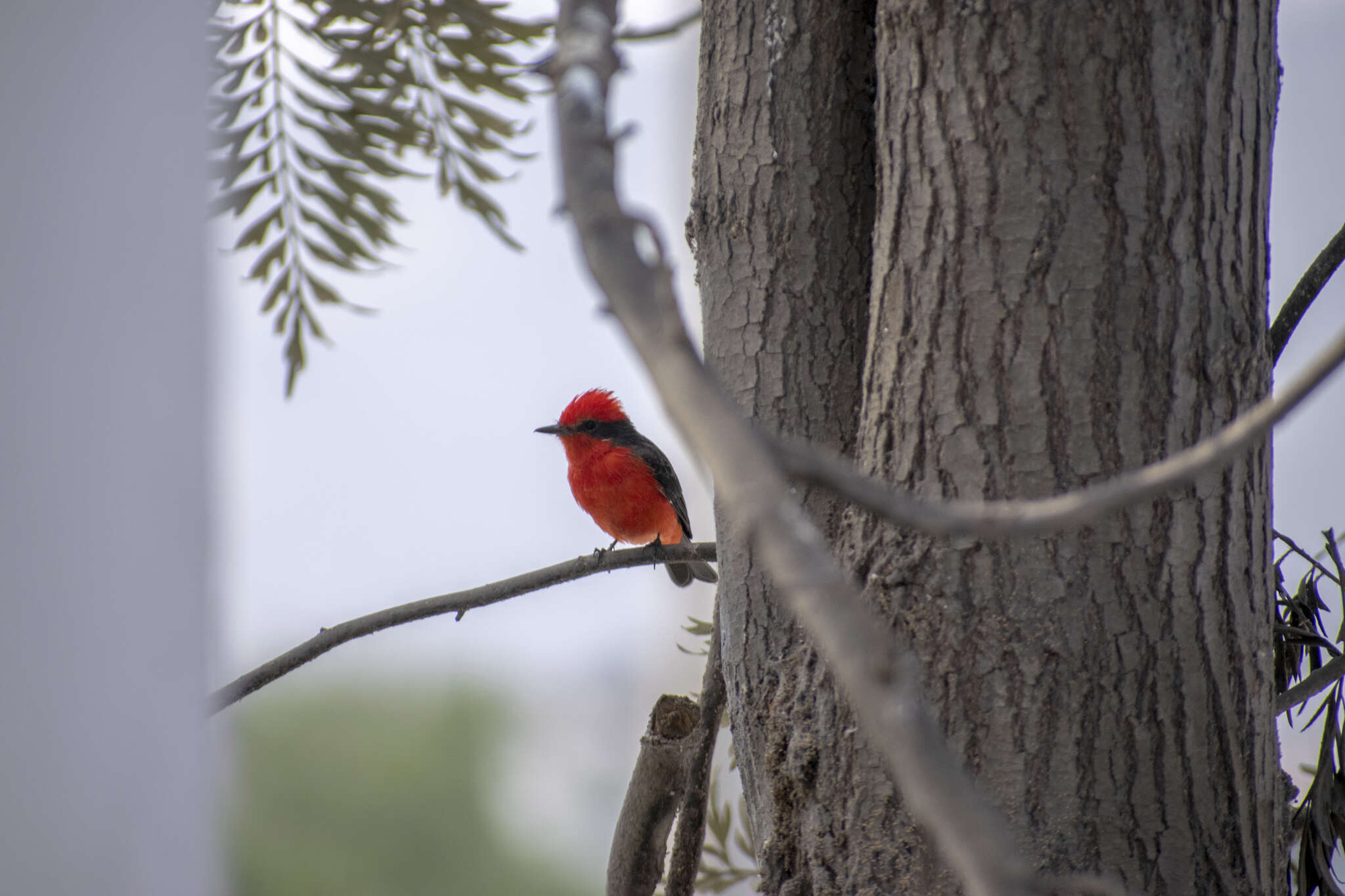 Image of <i>Pyrocephalus rubinus obscurus</i>