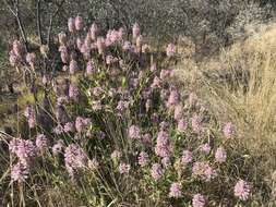 Image de Ptilotus exaltatus Nees