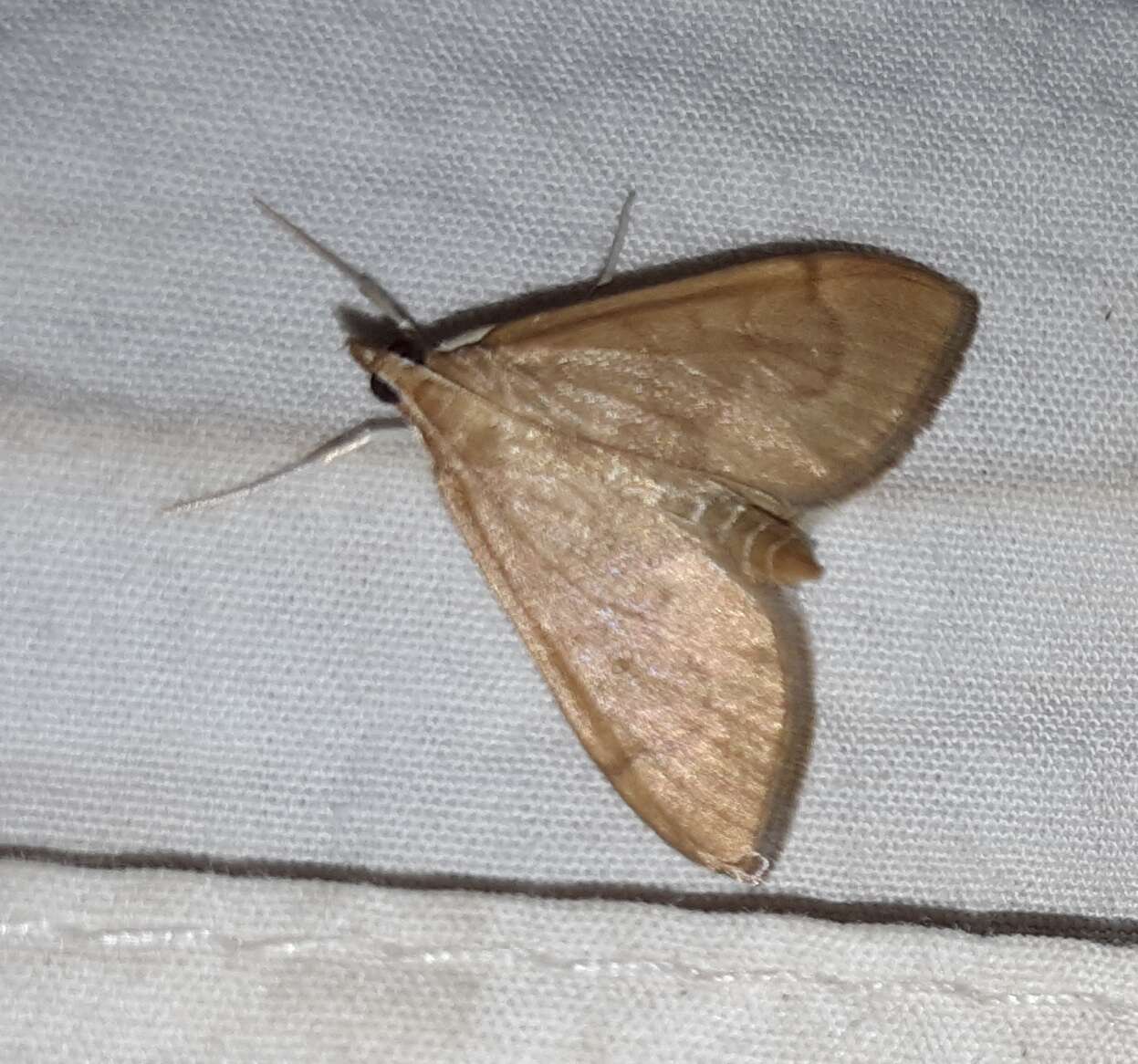 Image of <i>Anania mysippusalis</i>