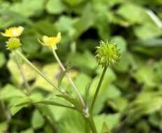 Image de Ranunculus silerifolius H. Lév.