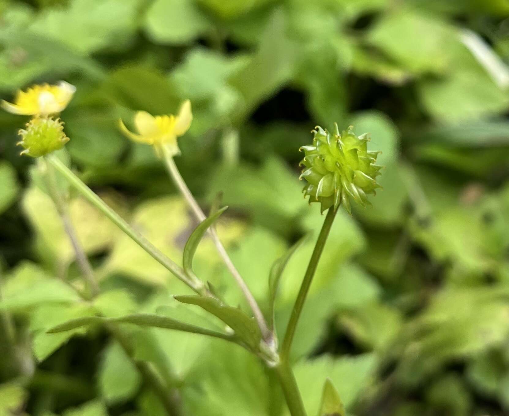 صورة Ranunculus silerifolius H. Lév.