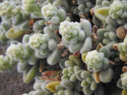 Imagem de Sedum mocinianum E. Perez-Calix