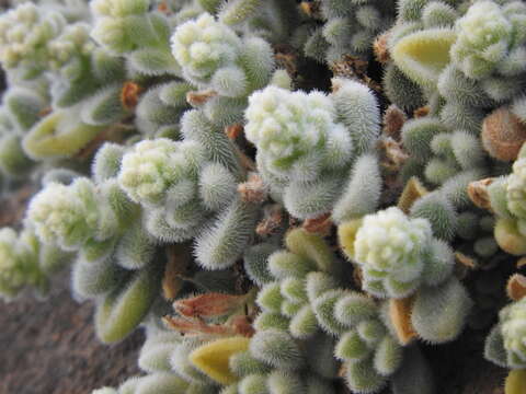 Image of Sedum mocinianum E. Perez-Calix