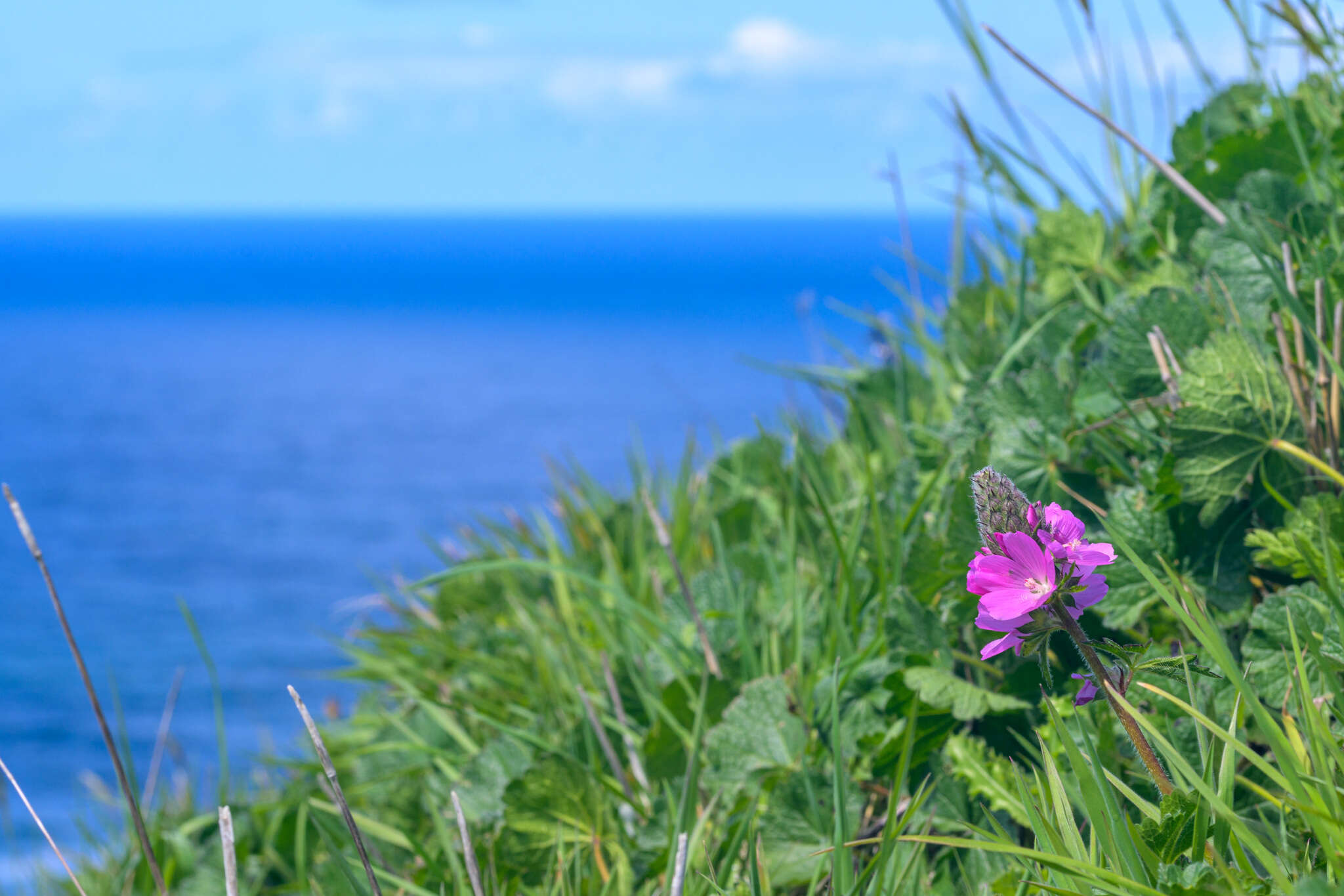 Image of bristlystem checkerbloom