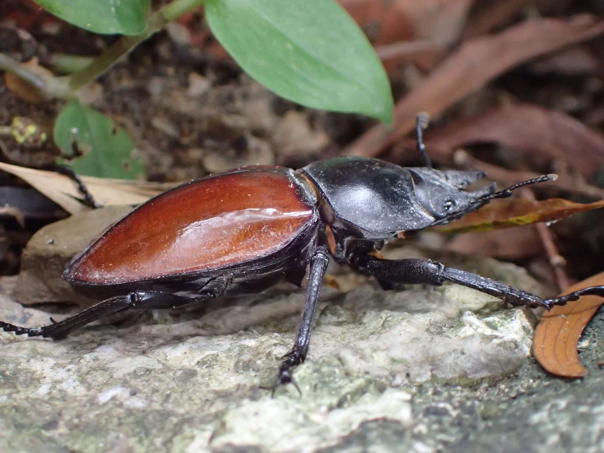 Image of Neolucanus swinhoei Bates 1866