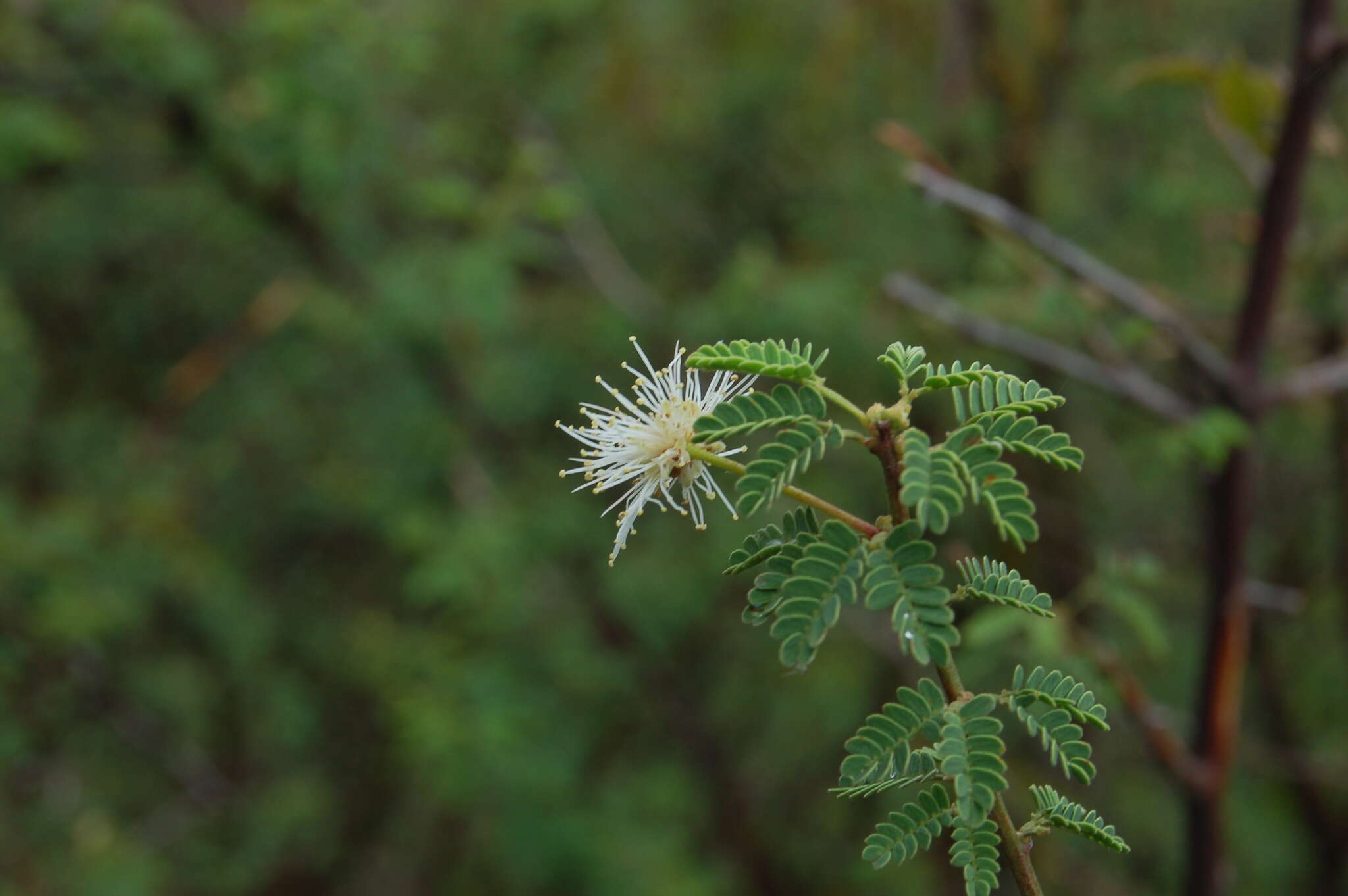 صورة Mimosa farinosa Griseb.