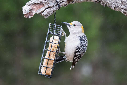 Image of Golden-fronted Woodpecker