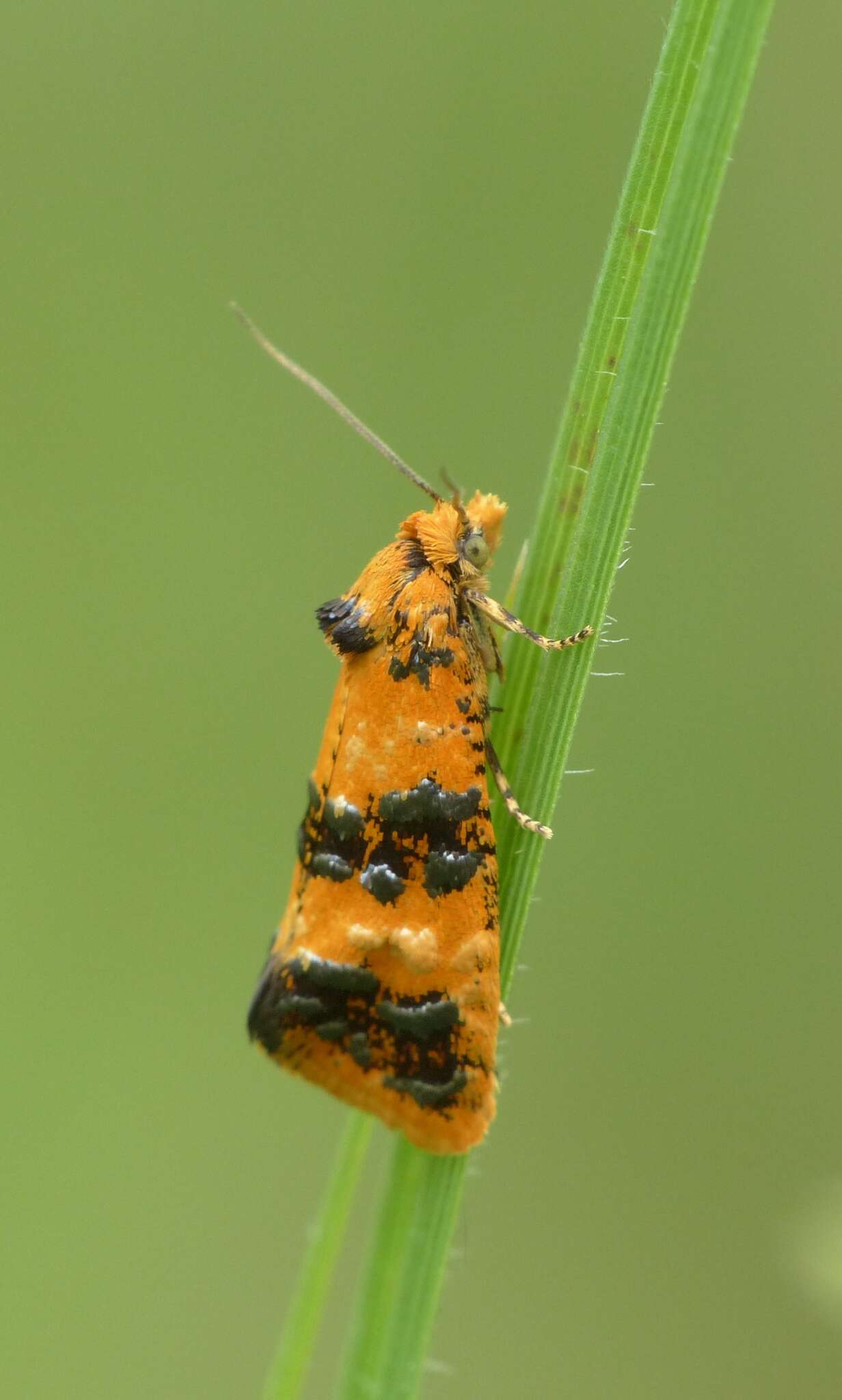 Слика од Commophila aeneana Hübner 1799