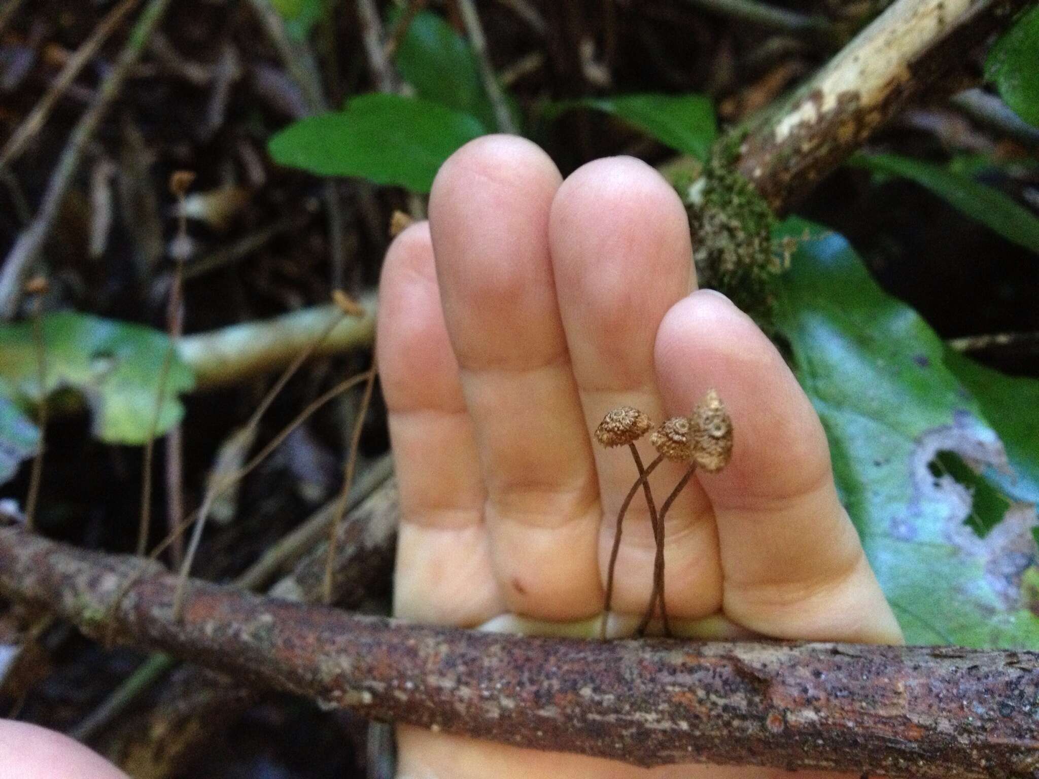 Image of Crinipellis procera G. Stev. 1964