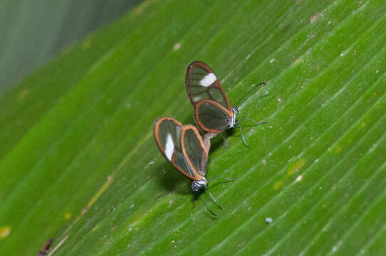 Image of Episcada polita Weymer 1899