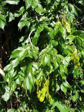 Image of Lonchocarpus madagascariensis (Vatke) Polhill