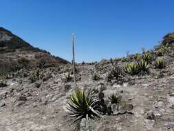 Слика од Agave triangularis Jacobi