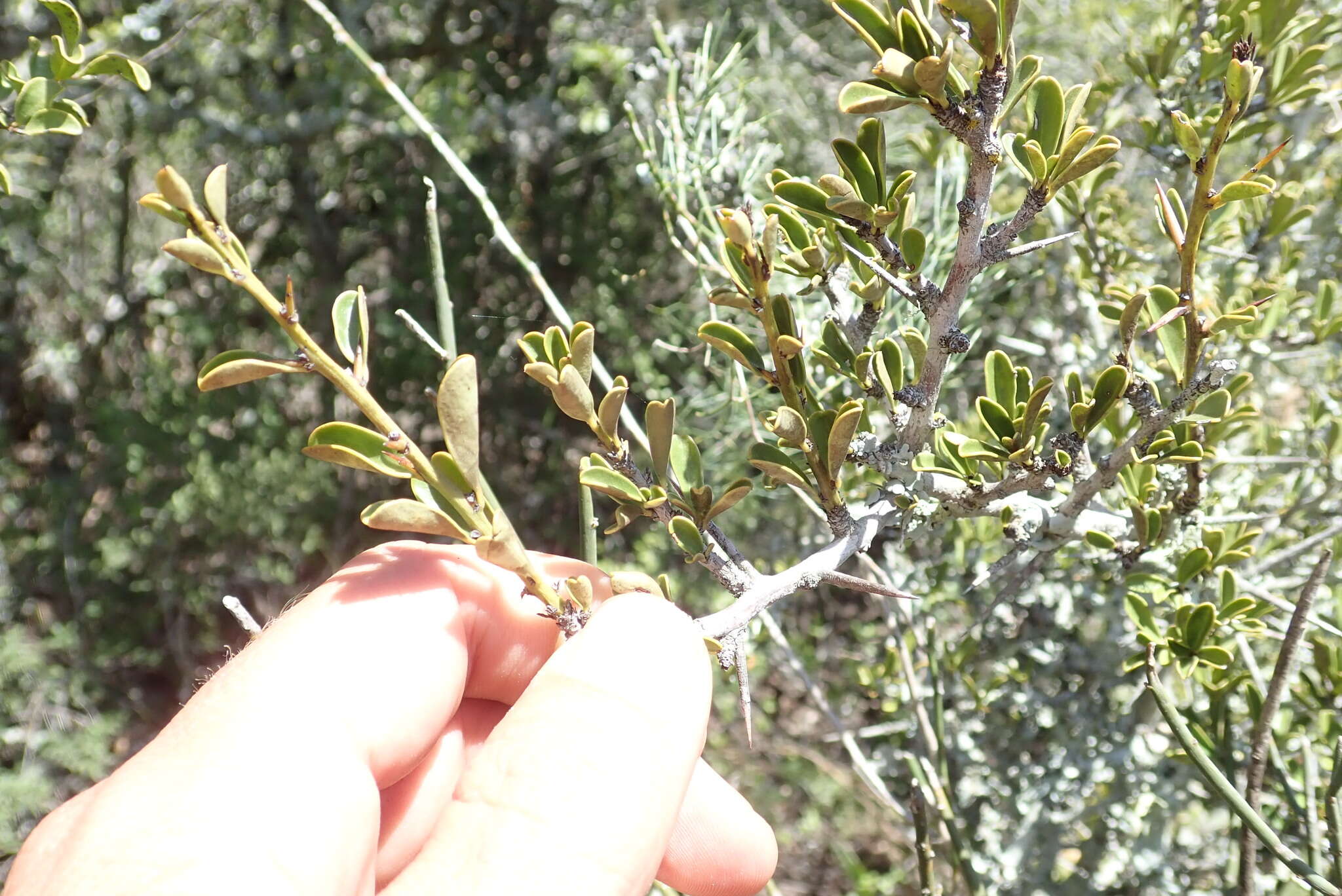 Image of Gymnosporia capitata (E. Mey. ex Sond.) Sim