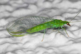 Image of Green lacewing