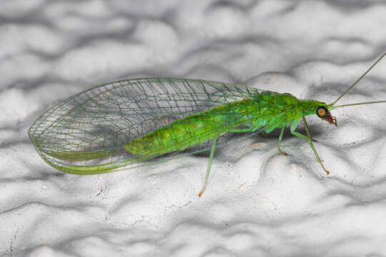 Image of Green lacewing