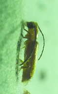 Image of Daramus (Stridularamus) ochraceus Adlbauer 1998