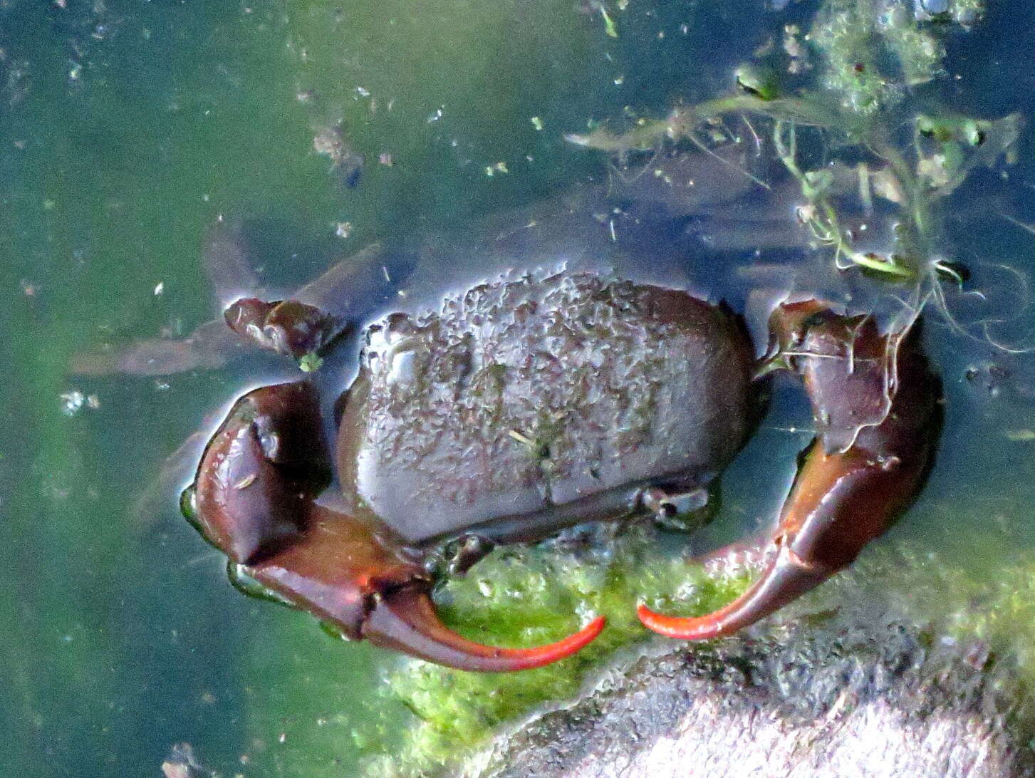 Image of Potamonautes barbarai Phiri & Daniels 2014