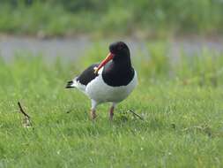 Image of oystercatcher, eurasian oystercatcher