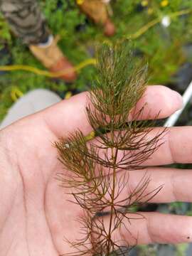 Image of Spineless Hornwort