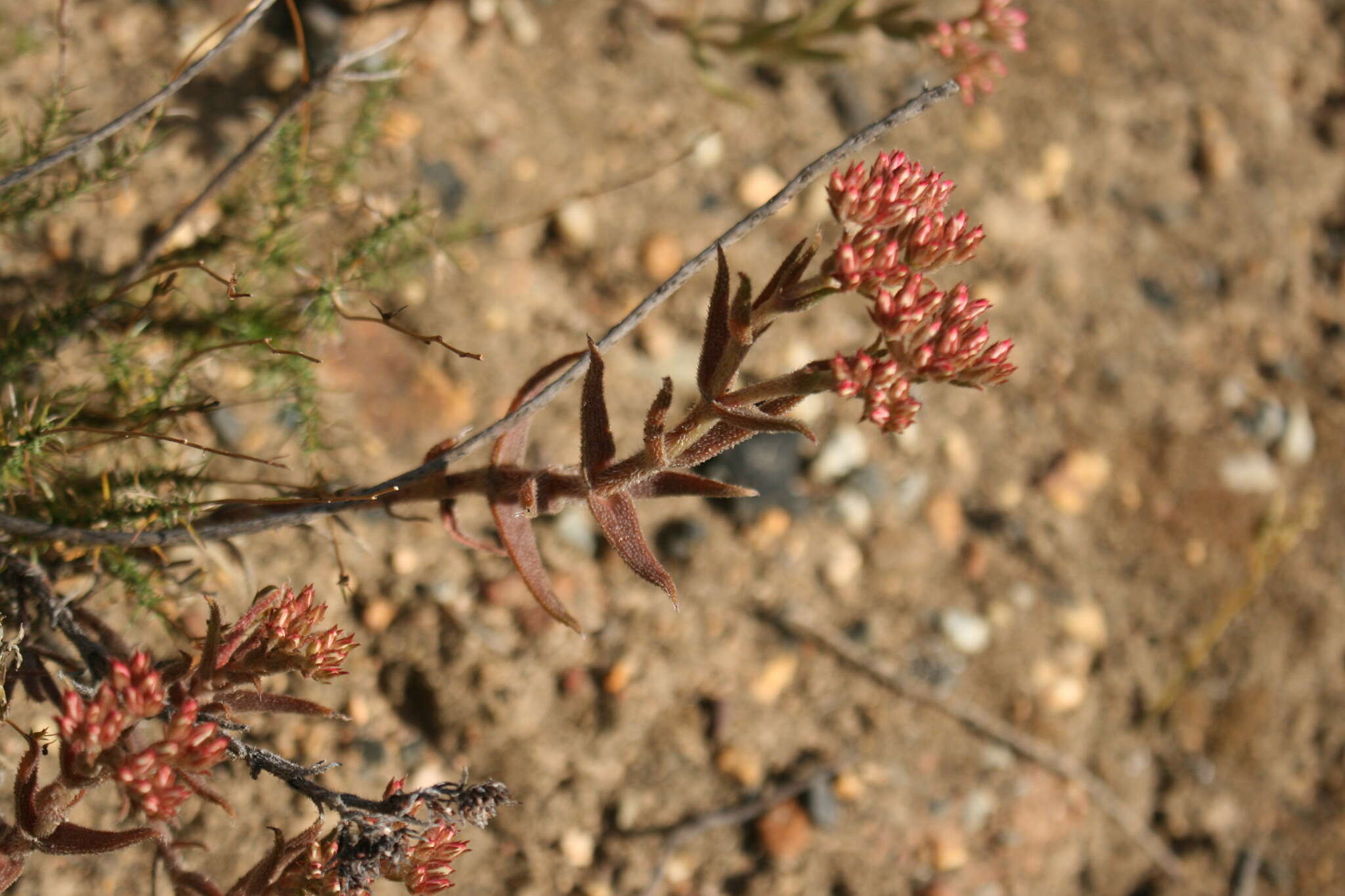 Image of Crassula scabra L.