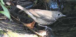 Image of Gray-cheeked Thrush