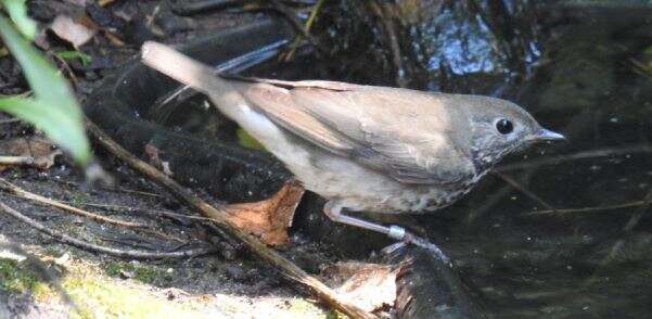 Image of Gray-cheeked Thrush