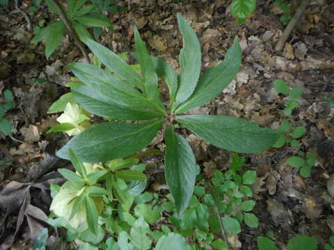 Image of Helleborus viridis subsp. viridis L.