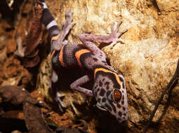 Image of Chinese Cave Gecko