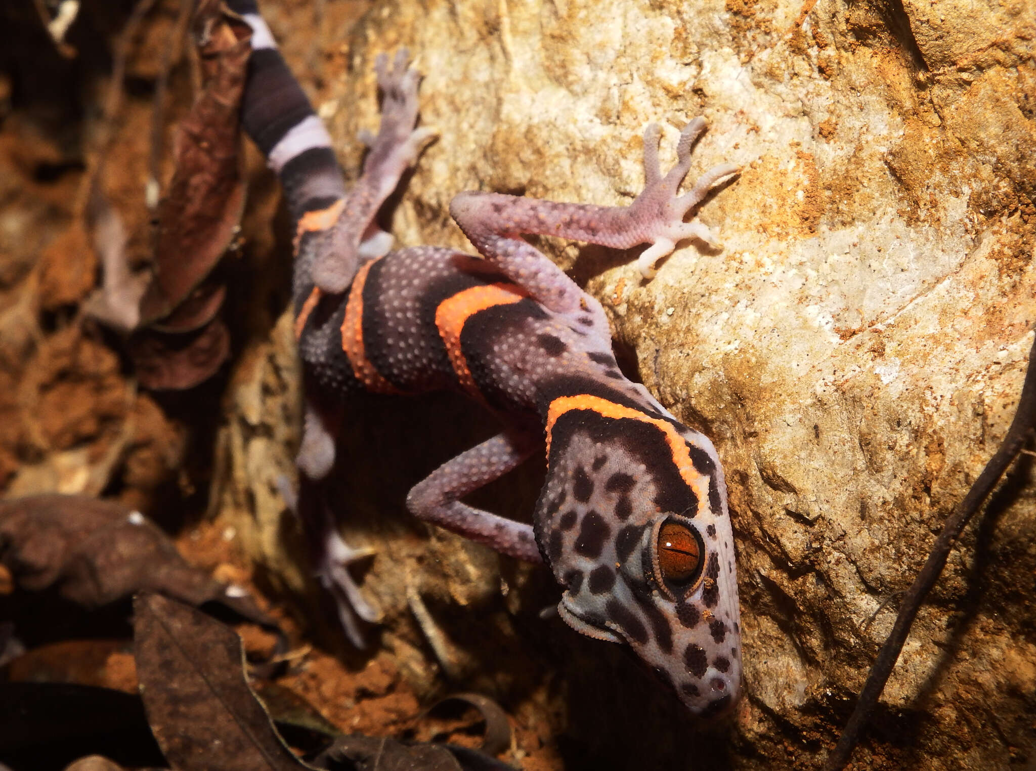 Image of Chinese Cave Gecko