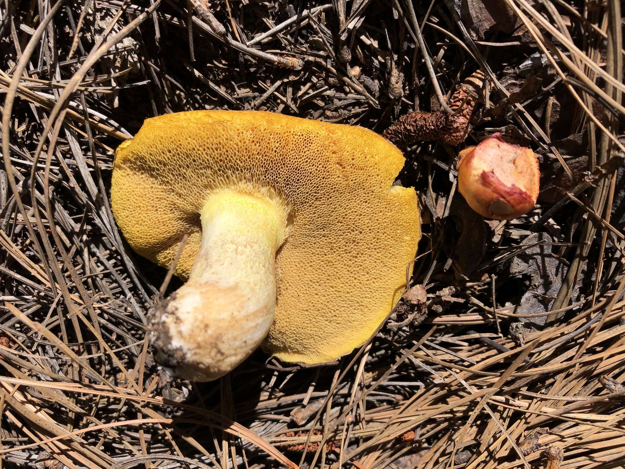 Plancia ëd Suillus occidentalis Thiers 1976