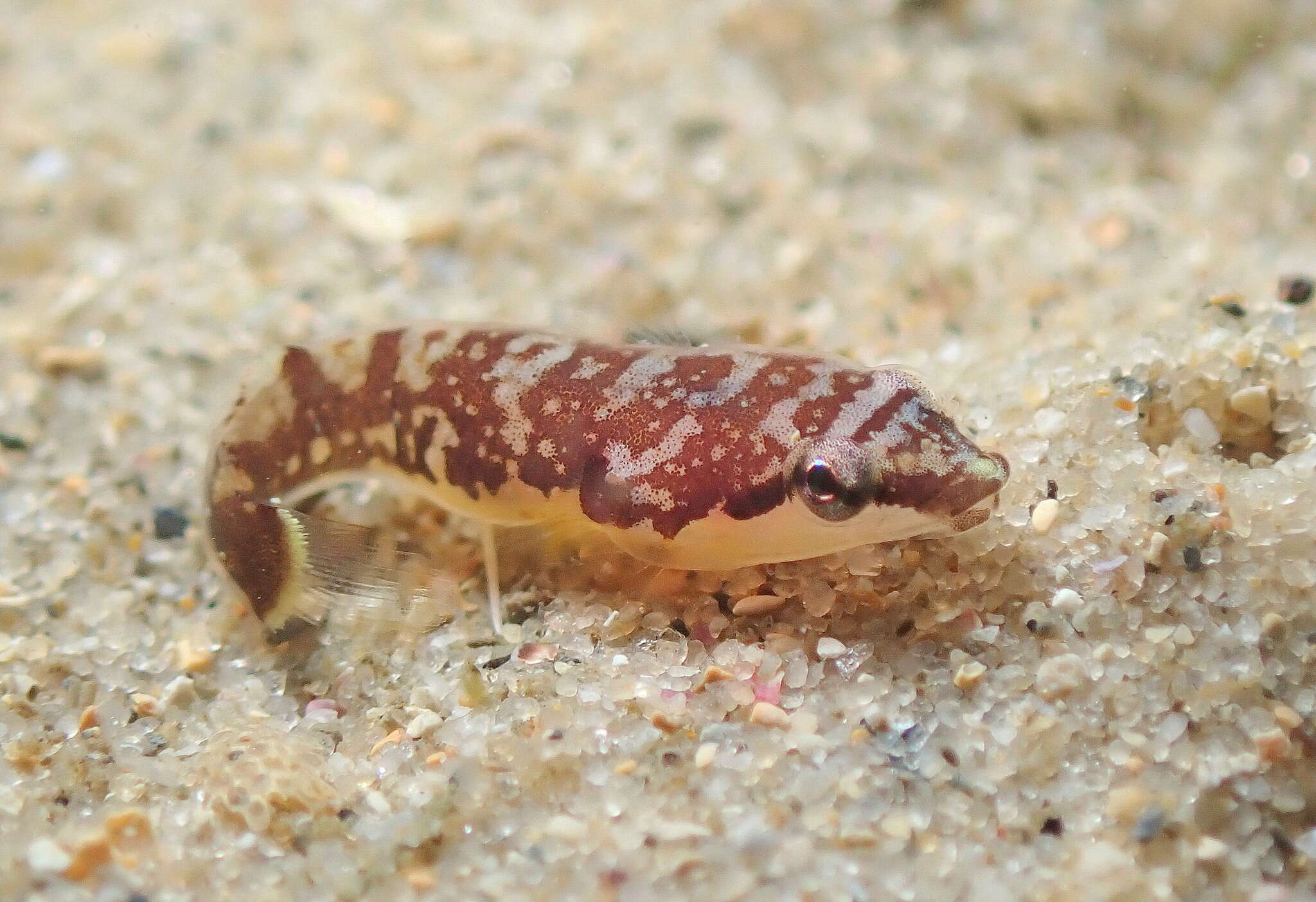 Image of Broad clingfish