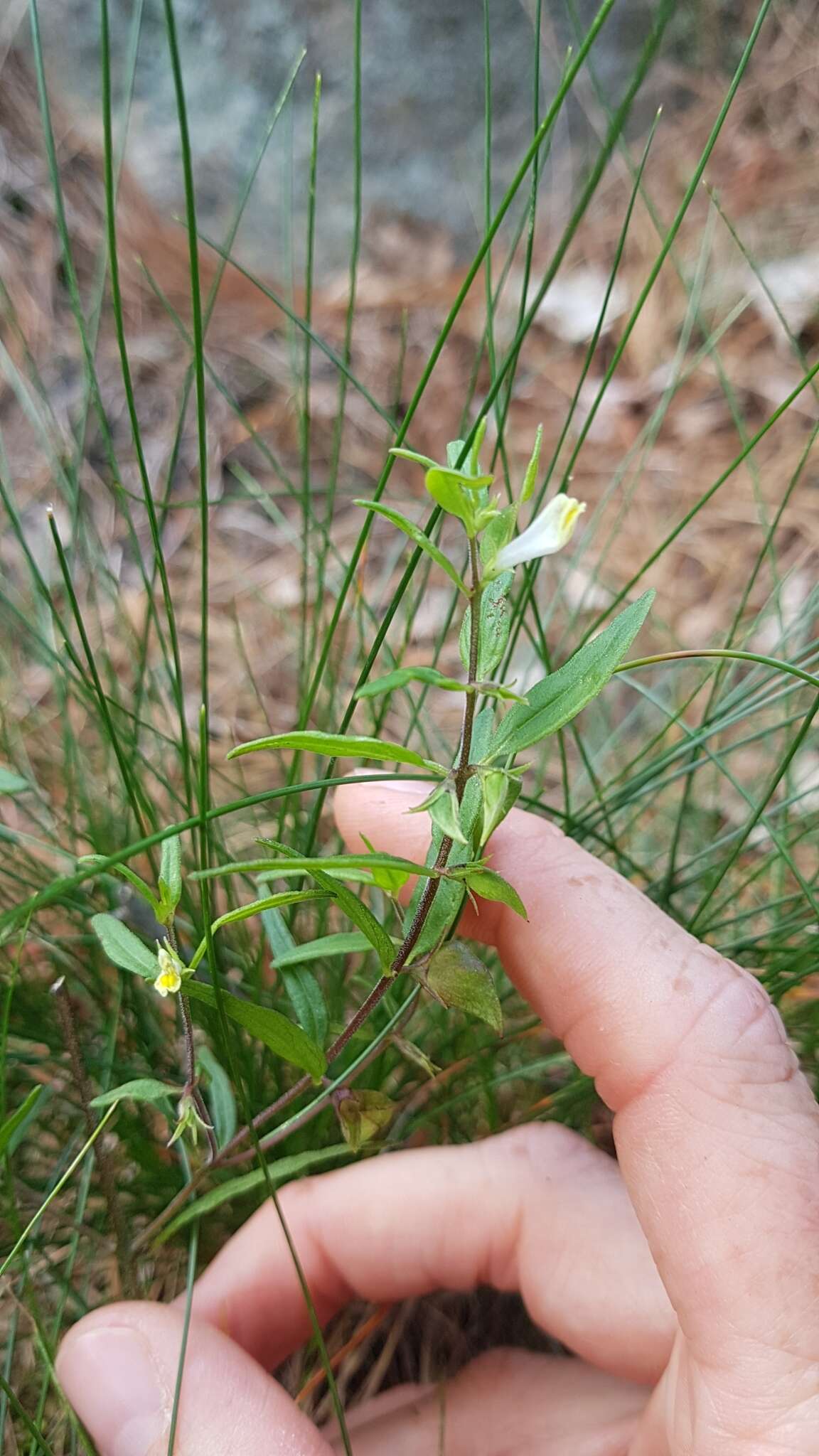 Image of narrowleaf cowwheat