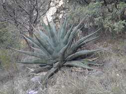 Слика од Agave asperrima Jacobi