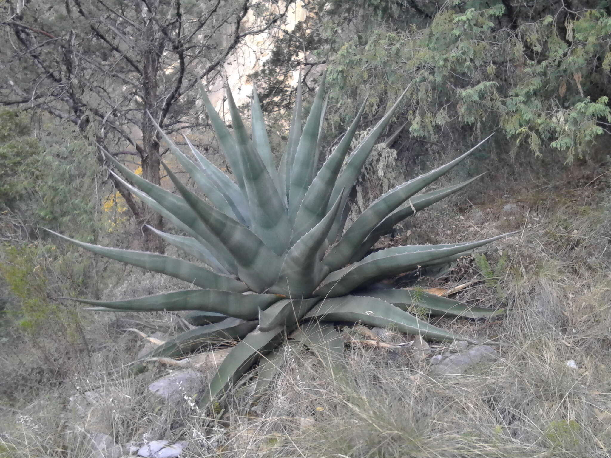 Слика од Agave asperrima Jacobi