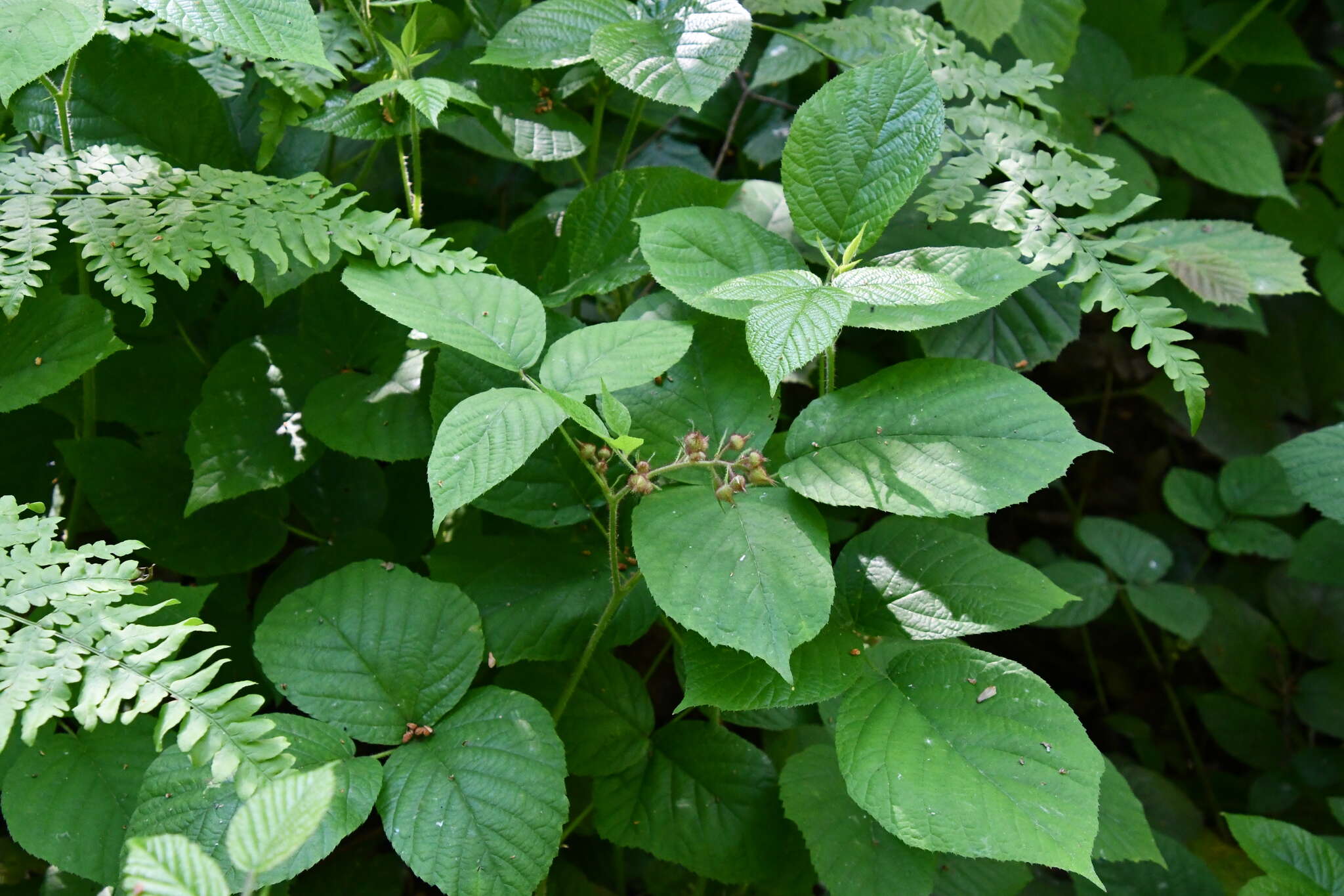 Imagem de Rubus hirtus Waldst. & Kit.