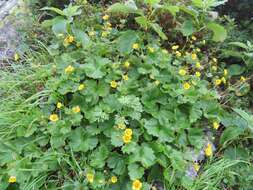 Image of Geum calthifolium subsp. nipponicum (F. Bolle) R. L. Taylor & B. Mac Bryde