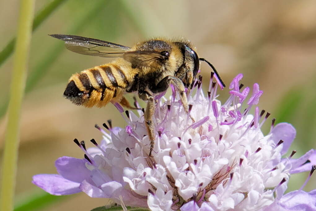 Imagem de Megachile melanopyga Costa 1863