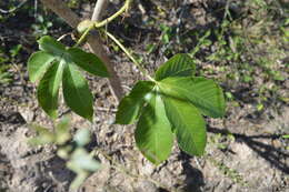 Imagem de Jatropha macrocarpa Griseb.