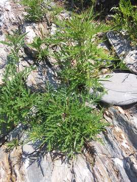 Image of annual ragweed